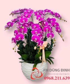 Chậu hoa lan hồ điệp tím địa chủ 09 cành T0901 (Tím 1460)